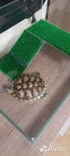 Черепаха с аквариумом