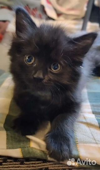 Беспородные котята