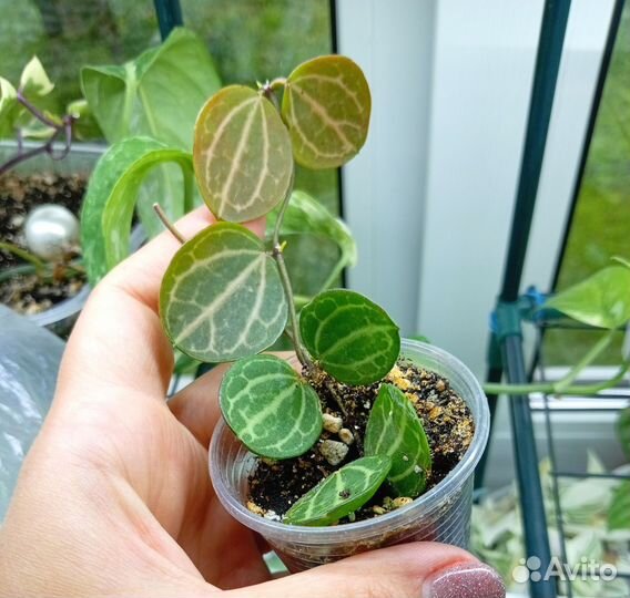 Дисхидии самые красивые сорта