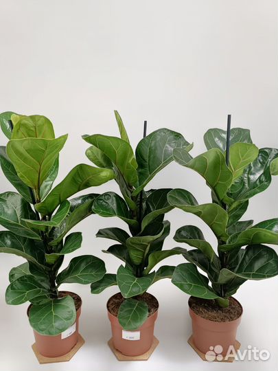 Фикус Лирата Бамбино