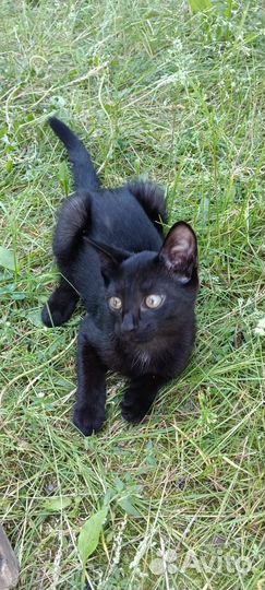 Котята в добрые руки даром. 2девочки,1 мальчик