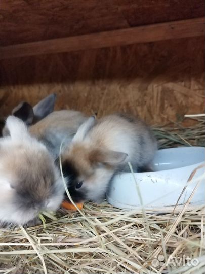 Декоративные карликовые кролики. Бронь