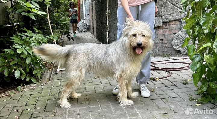 Собака в добрые руки