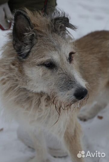Пожилой бывшедомашний пес в приюте