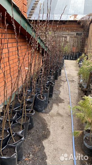 Саженцы яблони