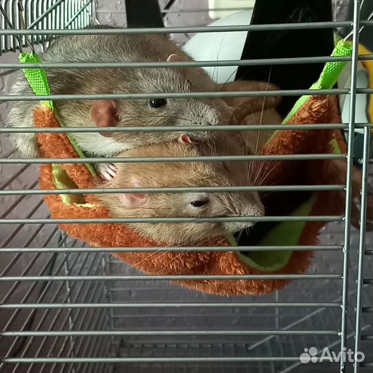Крысы дамбо в добрые руки с клеткой