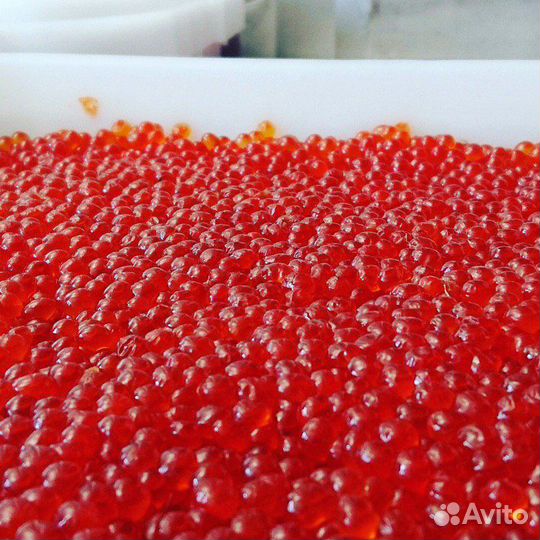 Икра нерки, кеты, кижуча, горбуши 2023г. Камчатка