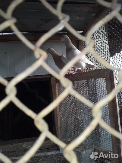 Голуби спортивные чехи