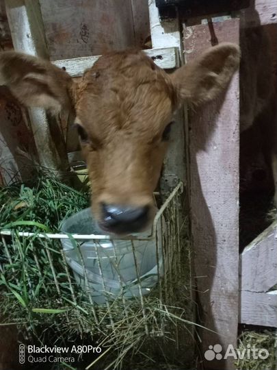 Телочка джерсейская