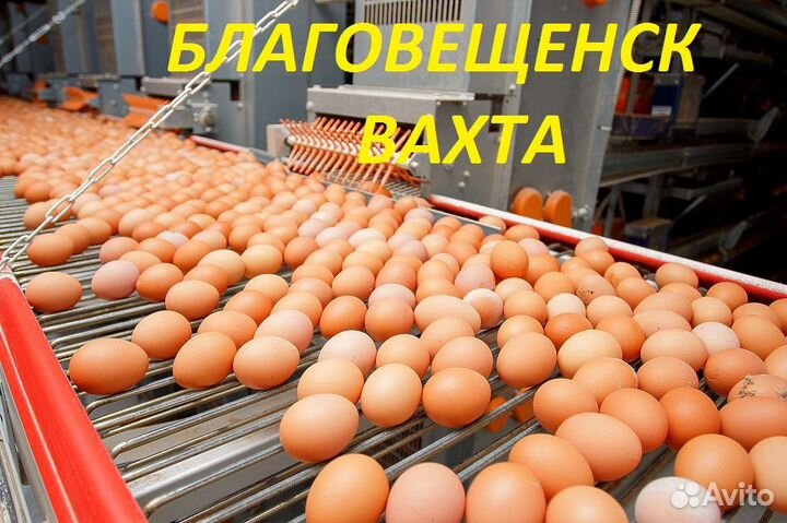 Оператор яйцесклада г.Благовещенск