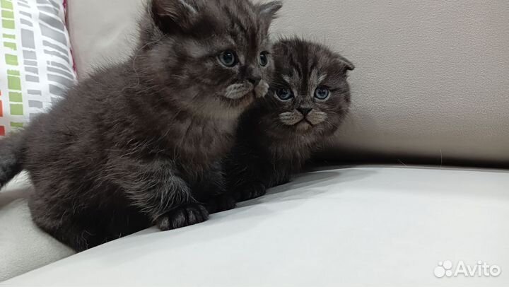 Шотландские котята