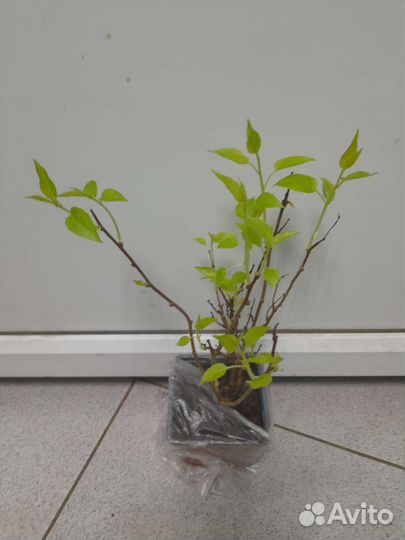 Актинидия Кенс Ред