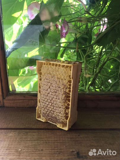 Рамка меда в сотах