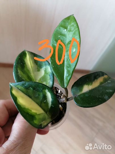 Комнатные растения