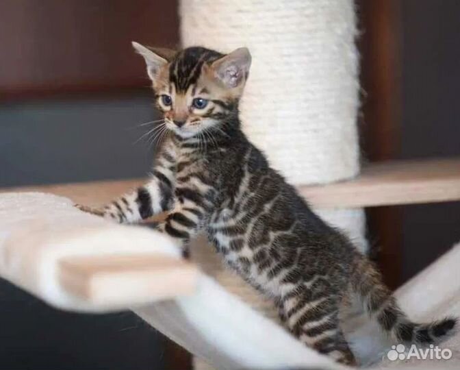 Бенгальские котята