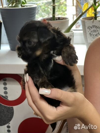 Йоркширский терьер мини