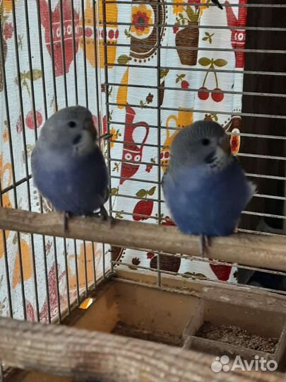 Попугай волнистый