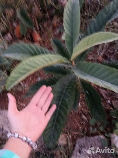 Мушмула японская