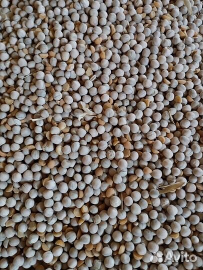 Продам горох 2023 года
