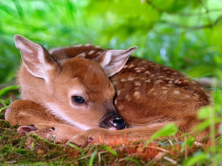 Участок 16 сот. (ИЖС)