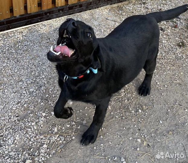 Щенок лабрадора