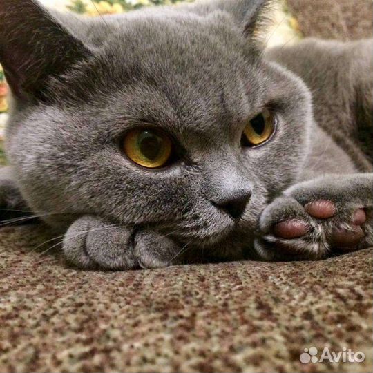 Передержка кошек