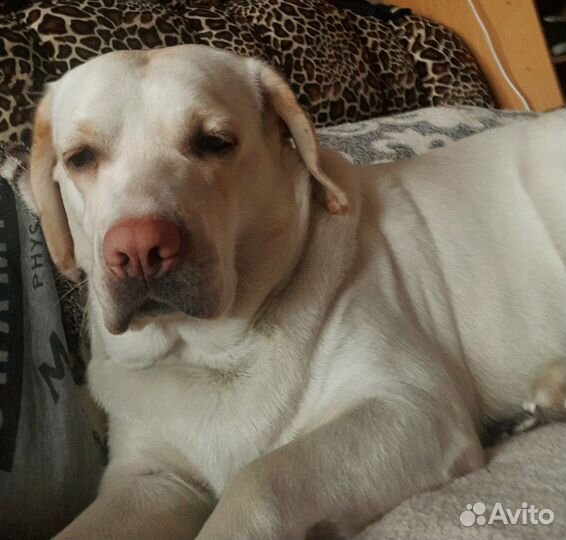 Лабрадорд девочка