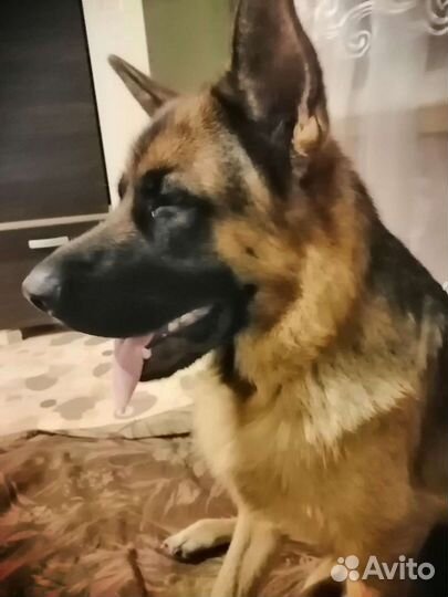 Услуги мальчика немецкой овчарки