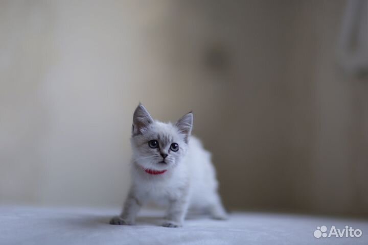 Котенок шотдандский девочка