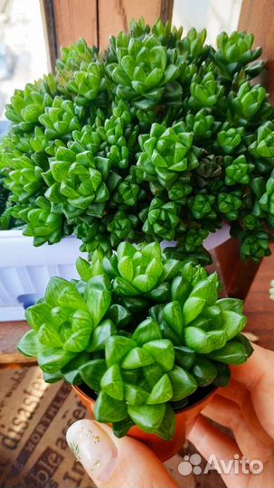 Хавортии обтуза,жемчужная, гастерии, седум Бурито