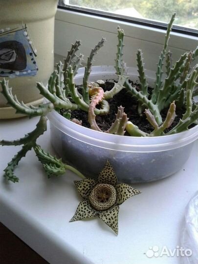 Кактусы и суккуленты