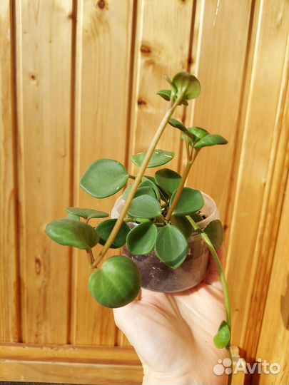 Коллизия, пеперомия, эухариус, столетник, кактус