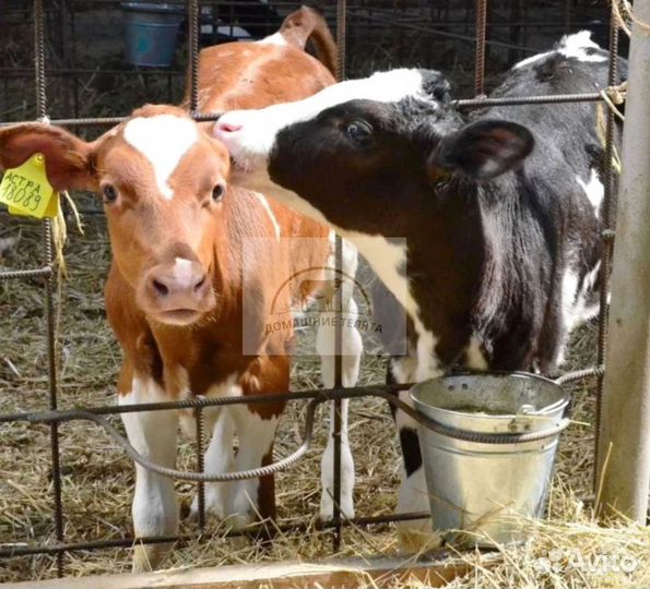 Телята бычки