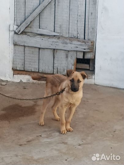 Отдам в добрые руки