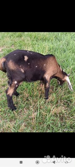 Нубийские козы