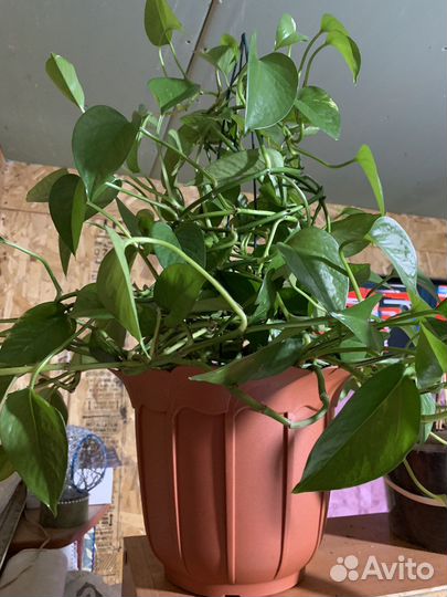 Сциндапсус