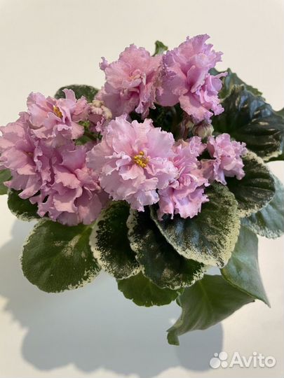 Детки и стартеры сортовых фиалок