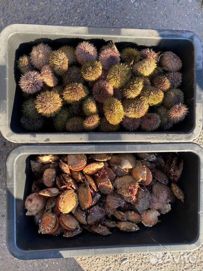 Морские ежи живые, морские гребешки живые