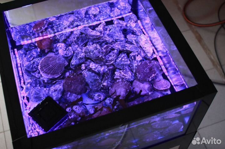 Аквариумы и морские витрины для устриц