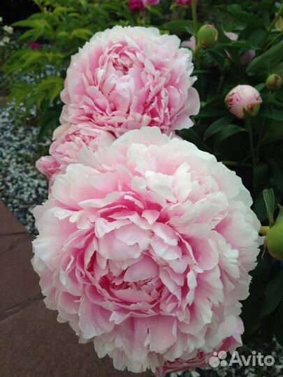 Красивые Пионы саженцы корни