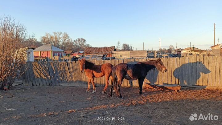 Кобыла и жеребец