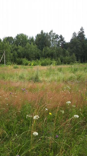 Участок 15 сот. (ИЖС)