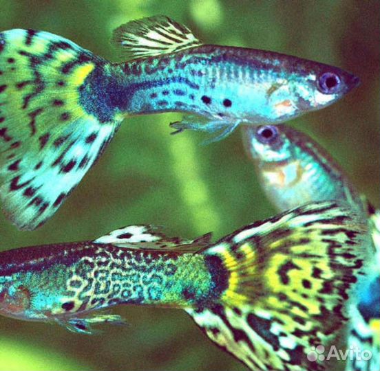 Рыбки гуппи