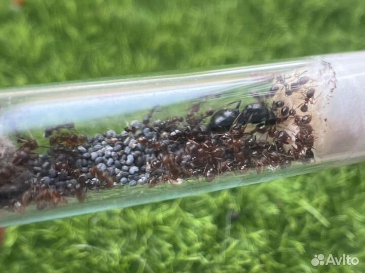 Муравьи жнецы для фермы Messor structor