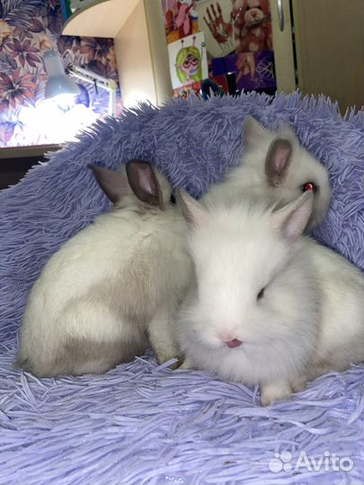 Крольчата