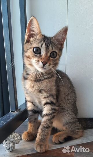 Спасите Кляксу