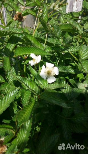 Тибетская малина