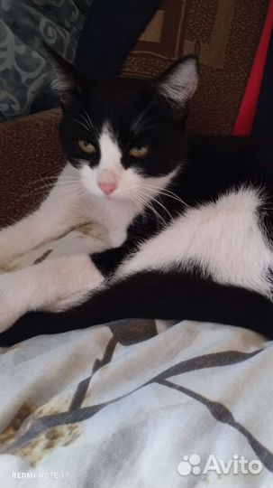 Кошки бесплатно