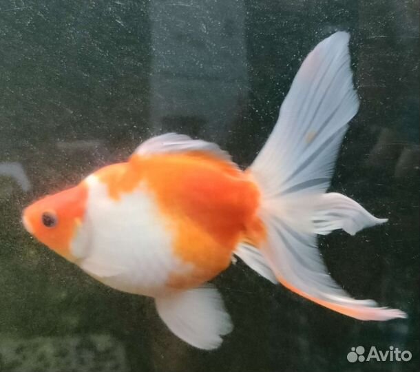 Рыба веерохвост