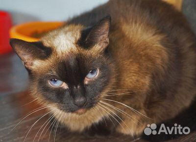 Тайская кошка бесплатно